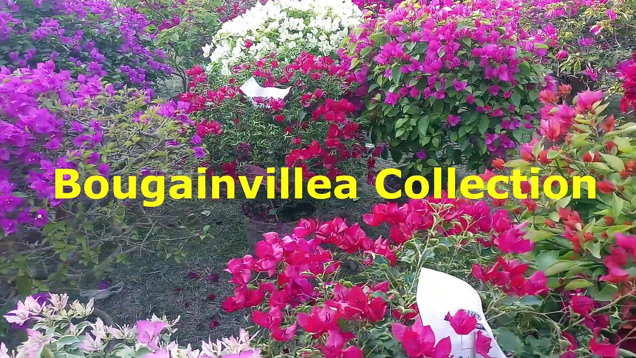 Flower Exhibition in India  (Bougainvillea Collection)