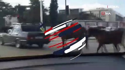 Atlara yürek burkan eziyet