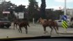 Bursa'da tepki çeken görüntü... Otomobile bağladığı atları asfaltın üzerinde metrelerce koşturdu