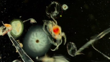 Racing Extinction (2015) - Phytoplankton