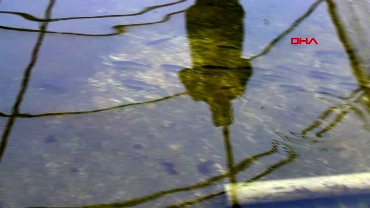 Masaj ve spa salonlarının 'doktor balık' ilgisi