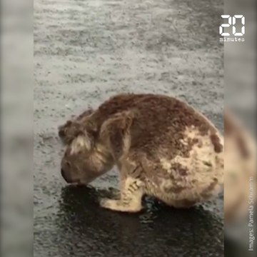 Australie: Un koala assoiffé boit de l'eau de pluie à même le goudron