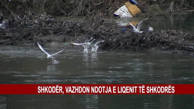 SHKODËR, VAZHDON NDOTJA E LIQENIT TË SHKODRËS