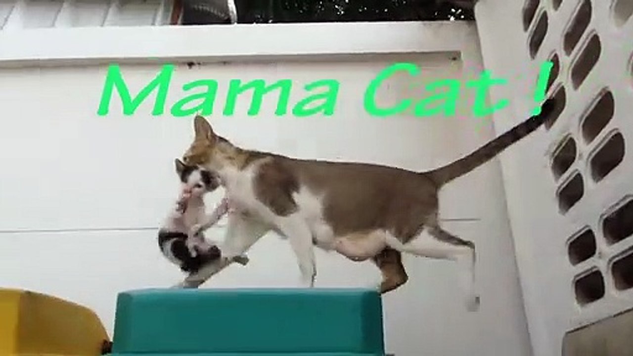 Mama Cat แม่แมวเหมียว...กับ ลูกน้อย 猫のごみ...............................................เจริญศรี มิตร