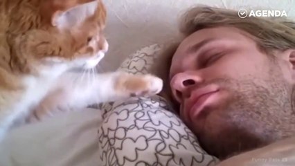 Как коты будят своих хозяев утром (подборка)