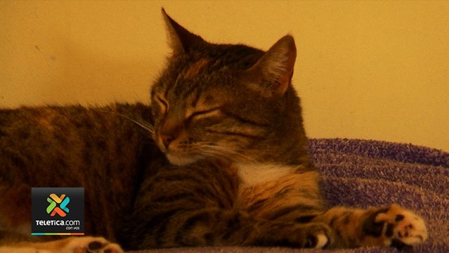 tn7-denuncia-por-falta-de-especialistas-200120