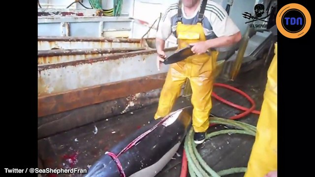 Consommation de dauphins protégés en France : Sea Shepherd dénonce des pêcheurs !