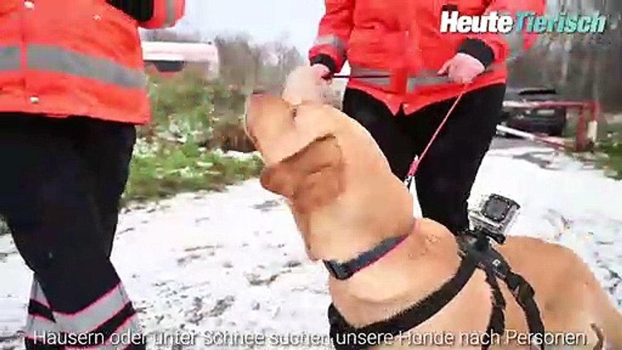 So wird aus einem Welpen ein richtiger Rettungshund
