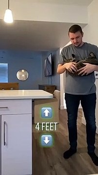 Un chat retombe toujours sur ses pattes