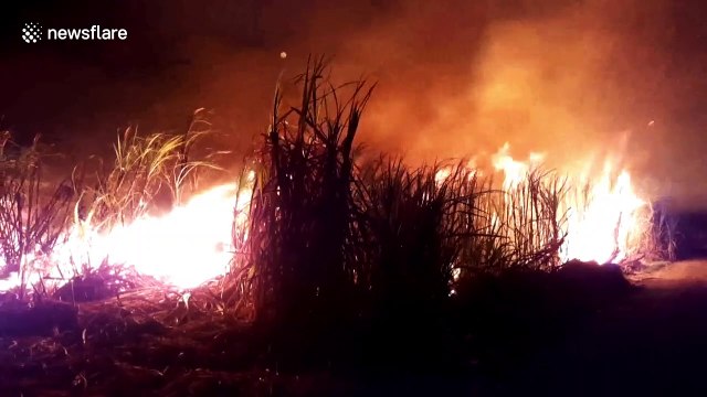 Thai farmers continue burning waste crops ignoring ban over toxic smog