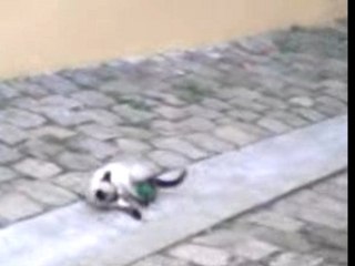 tico qui fait on ne sait trop quoi