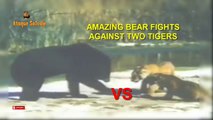 Asombrosos Tigres vs Oso Salvaje. Peleas de Animales.  Amazing Tiger vs Bear Attack
