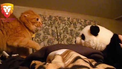 Funny Cats Scared of Stuffed Animals Compilation Funny Cat Compilations