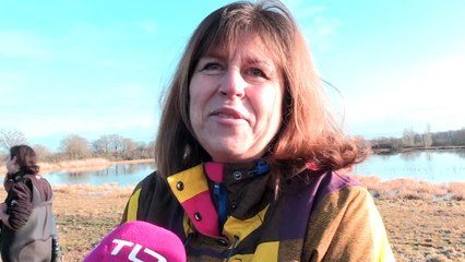 La pêche à la carpe se fait au filet dans les étangs du Forez