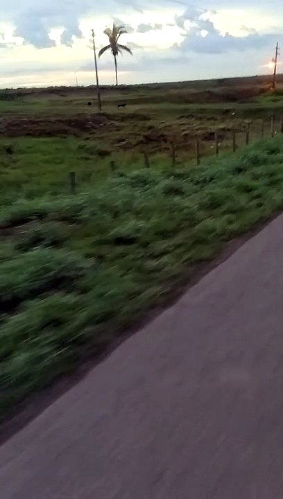 Speedy Pup Chases Cyclist