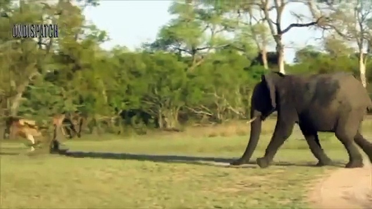 Lions Fail Hunting Baby Elephant And Buffalo