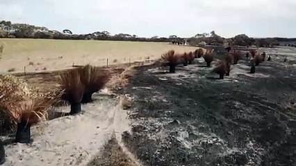 حرائق أستراليا تضرب أنواعا مهددة بالصميم