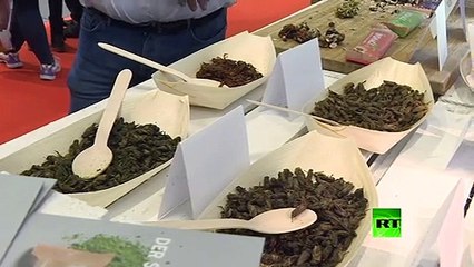 بالهنا والشفا.. وجبة حشرات فى معرض دولى ضمن فعاليات الأسبوع الأخضر