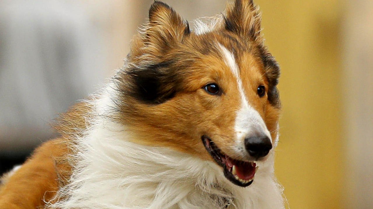 Lassie Eine abenteuerliche Reise - Trailer 2 (Deutsch) HD