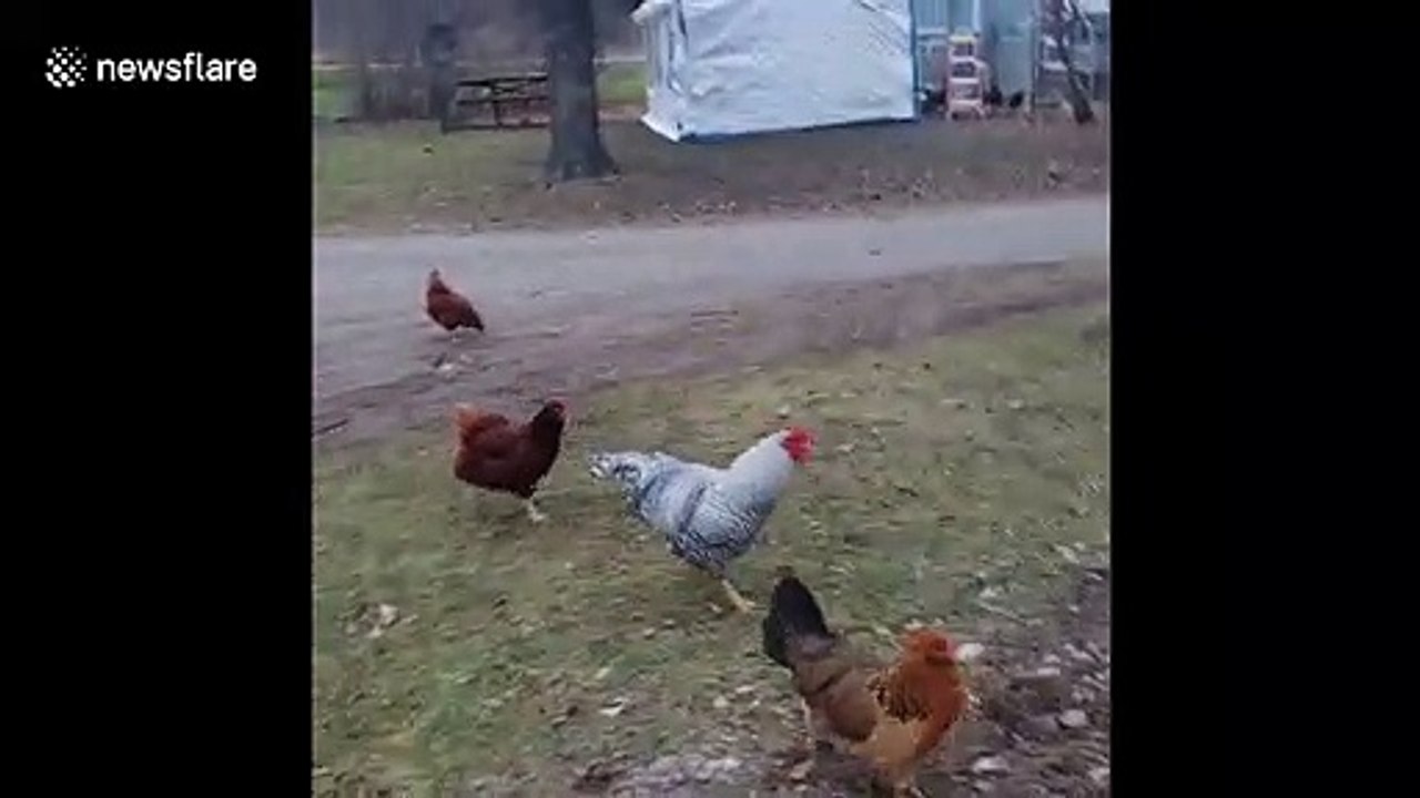 Watch the viral video of Kyle the rooster charging his owner video