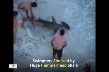 Swimmers Shocked by Huge Hammerhead Shark