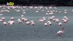 Flock of Flamingos! Cyprus Lake Visited by Thousands of Flamingos