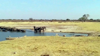 elephants charge crocodiles_