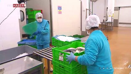 Türkiye'nin su ürünleri ihracatı 1 milyar dolar çıtasını aştı