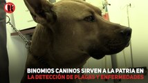 Binomios caninos sirven a la patria en la detección de plagas y enfermedades