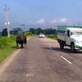 Ce gros rhinocéros montre aux automobilistes qui est le boss