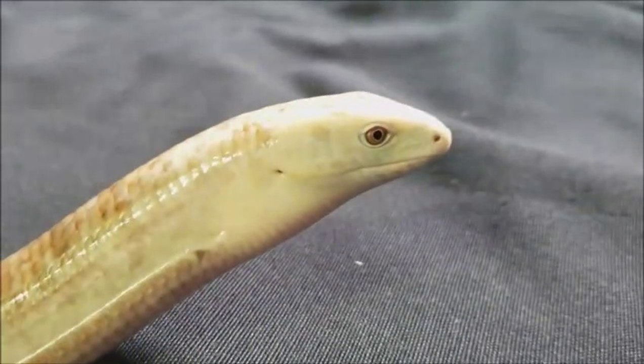 Cet animal n'est pas un serpent mais un lézard sans patte