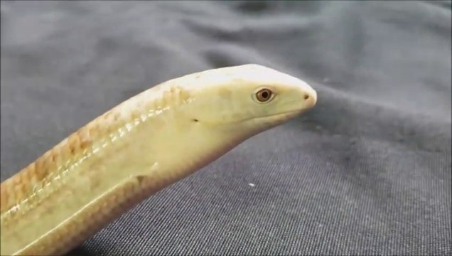 Cet animal n'est pas un serpent mais un lézard sans patte