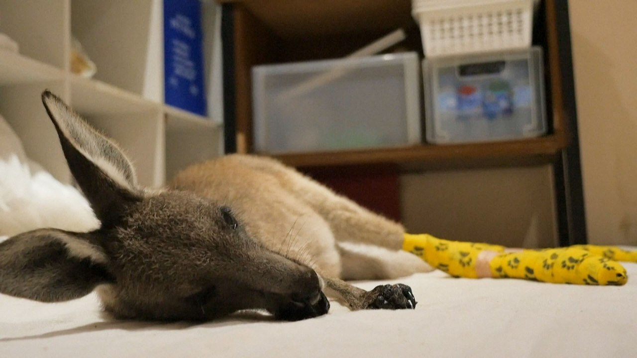 Baby kangaroos rescued from bush fires