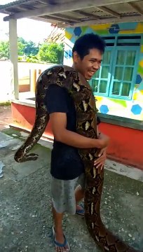 Il s'amuse avec son python de plus de 6m... Belle bête