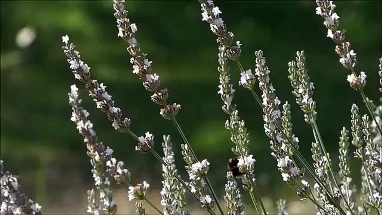 MUSIQUE DOUCE PIANO ET BRUITAGE  / SOFT PIANO MUSIC AND NOISE