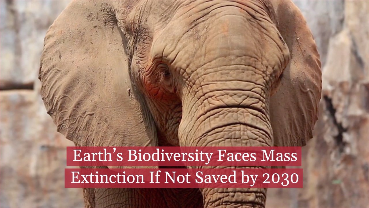Biodiversity Is In Crisis This Decade
