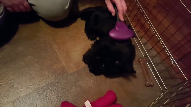 Réflexe de ce chien : il tape de la patte arrière quand vous le brossez !