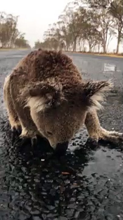 Thirsty Koala Drinks Rainwater off Road