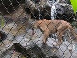 tn7-Campaña ‘Circo La Argolla’ denuncia crueles condiciones de animales silvestres en nuestro país-200120