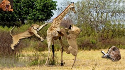 Amazing Giraffe Save Her Baby From Lion. Increíble Jirafa vs Leon