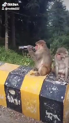 Monkey drinking pepsi
