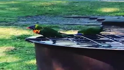 Birds Bath Compilation 2020 | Video Compilation #01