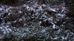 İstanbul’da kar yağdı, Aydos Ormanı beyaz örtüyle kaplandı