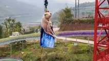 Aksi babi diikat di bungee jumping di China dikecam netizen - TomoNews