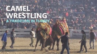 Turkey delights in camel fighting festival