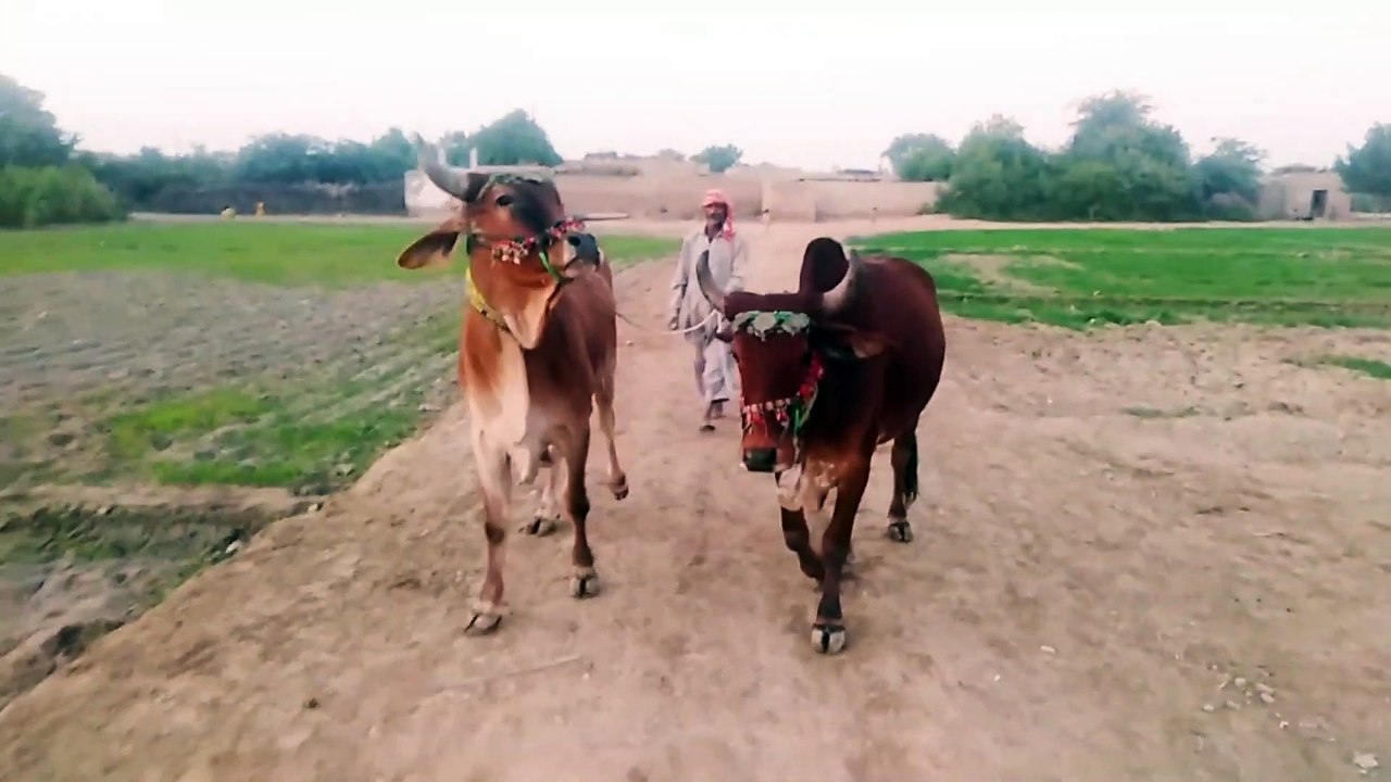 GAWON ki seer nacho ke sath Maza