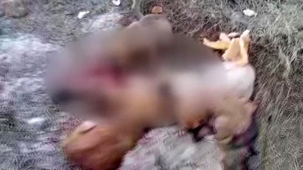 Yaylada ölüme terk edilen 26'sı yavru 28 köpeğe Belediye sahip çıktı