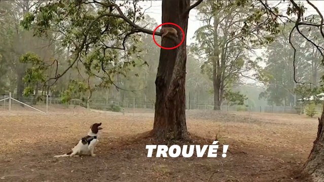 Cette chienne peut trouver et sauver des koalas après les incendies en Australie
