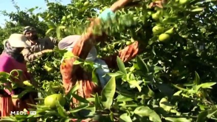 يوميات الفلاح - 21/01/2020