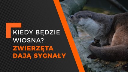 wiosna idzie, zwierzęta potwierdzają ocieplenie klimatu